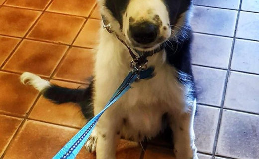 Paddy is back in the pub!!⠀
⠀
Reposting @annettechristian25:⠀
…⠀
“I’m in the pub again…. 😆🐾 #lakedistrict”