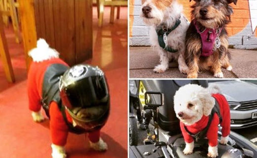 Possibly the coolest dugs ever….also the best fish and chips ever at The Real Food Cafe, need to get back there soon! Thanks for the pic guys x⠀
⠀
Thanks for the pic @therealfoodcafe:⠀
…⠀
“Some of our doggie visitors like to arrive in style like cool little Milly who rolled up yesterday on her motorbike to refuel with some tasty treats. All the other dogs just looked on in awe… #tyndrum”