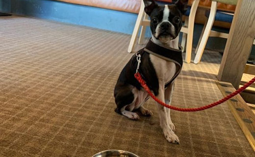 Reposting @7thebostonterrier:⠀
…⠀
“WKEND VIBE”