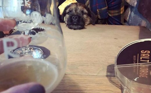 Reposting @adventures_of_darwin_theborder:⠀
…⠀
“Mommies took me to one of their fave places, it’s good for naps @salthorsebar 🐾💤😴”