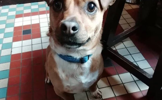 Reposting @dynamodundee:⠀
…⠀
“Hugo popped in after a wee run and is fighting fit with energy.⠀
⠀
You can be the same if you come on in and beat those Wednesday blues #dundee”