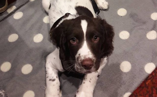 Reposting @fergusscottishspringer:⠀
…⠀
“Puppy’s first visit to the pub at the Justinlees Inn, Eskbank (very dog friendly). He fell asleep!”