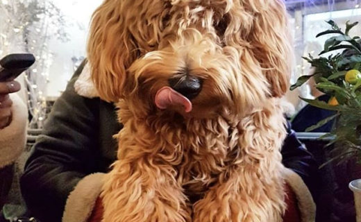 Reposting @indigoyardedinburgh:⠀
…⠀
“Without doubt, one of the most adorable dog photos in our courtyard! 🐶The beautiful @westiepoobros enjoying our Winter Wonder Yard! Thanks to @unacorn_mc for the perfect photo! 📸 @dugsnpubs #indigoyard #edinburgh”