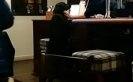 Reposting @kevin.kimber:⠀
…⠀
“Dugs in pubs are great but those that pay at bar for you are next level. This one, Marin, takes a tenner from you and pays the bartender. Genius. #dugsnpubs”