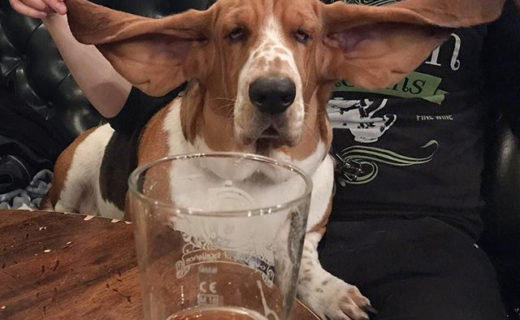 Reposting @morte_the_basset_hound:⠀
…⠀
“In the pub waiting on the pub quiz. I wonder where my beer is?”