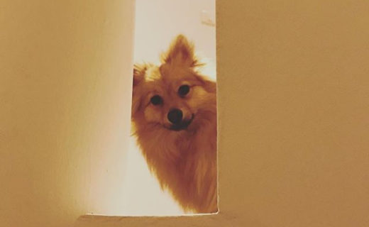 Reposting @princenelsonpom:⠀
…⠀
“PEEKABOO 🐕👑”