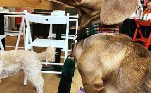 Reposting @urbanwestgwr:⠀
…⠀
“Best customer of the day award goes to @dachshing_albert – did we tell you we are a sucker for dogs? 😍 #glasgow”