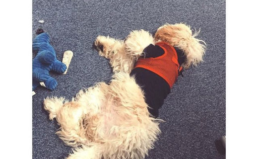 Thanks for the pic @nicola_melrose I feel like this on Mondays at Dugs HQ 😝⠀
…⠀
“Tough day in the office. @principaledings @printbarkitchen @burrcocoffee”