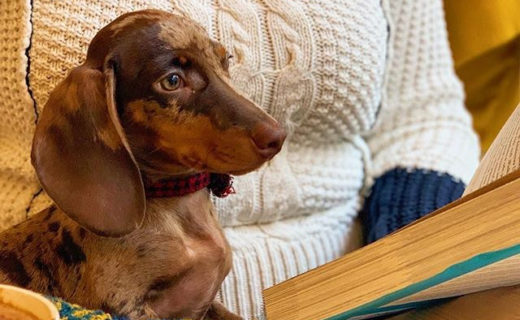 This looks like a lovely place to visit in Skipton…all of the best things, reading and eating ☺️⠀
⠀
Reposting @elsworthkitchen:⠀
…⠀
“🐶 All dogs are welcome at Elsworth Kitchen during breakfast & lunch! Big, Small, Well Read or Illiterate 🐶 #skipton”