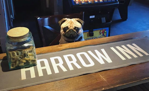 This picture made my day! Cheers for sharing guys x⠀
⠀
Reposting @theharrowinngala:⠀
…⠀
“Treats for good boys (and girls) @theharrowinngala 🐶 ⠀
Remember we are dog friendly and love when our four legged friends come to visit! #galashiels”