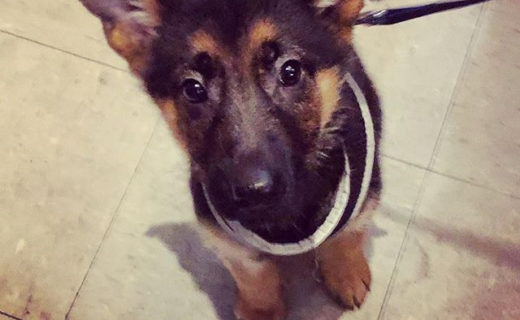 Those ears!! 😍⠀
⠀
Reposting @theforestedinburgh:⠀
…⠀
“Another furry visitor! She’s so young she doesn’t even have a name yet ❤️”