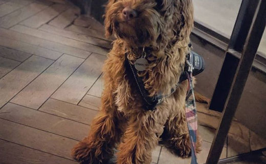 Here’s @charlieh_thecockapoo in Drygate, Glesga’