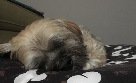 Joint mood here at Dugs HQ* .
.
.
*Our lounge watching Homes Under the Hammer whilst ‘working’ 💪