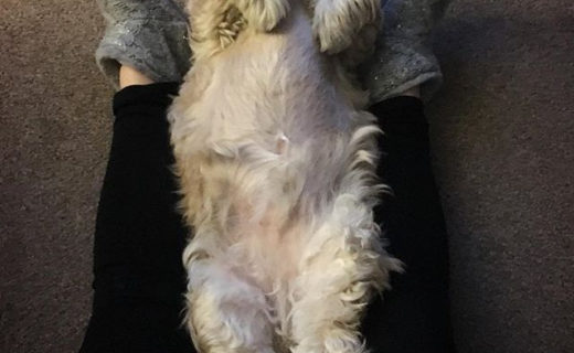 Can’t think of a better way to spend Saturday night ❤️🐾 .
.
.
#dugsnpubs #dugs #dugsofinstagram #dogsofinstagram #saturdaynightslippers #bailiedug