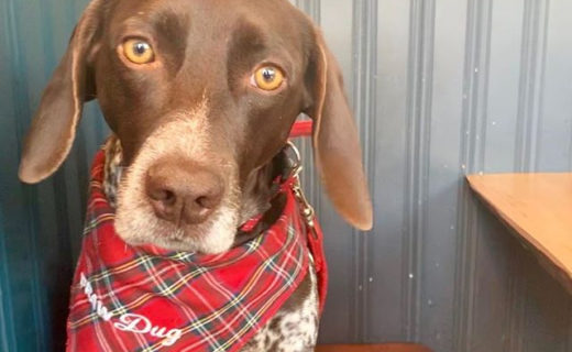 @frey_yeah Looking lush in our Braw Dug bandana!⠀
…⠀
“You ate the last chip…? 😟⠀
.⠀
.⠀
.⠀
#brandonsofcanonmills”