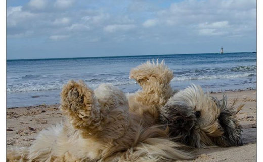 It’s beach weather, but with a big coat. We’re loving this sun ☀️
.
.
.
#dugsnpubs #dugswelcome #dugs #dugsofinstagram #dogsofinstagram #dogfriendly #edinburgh #scotland #bailiedug #visitscotland