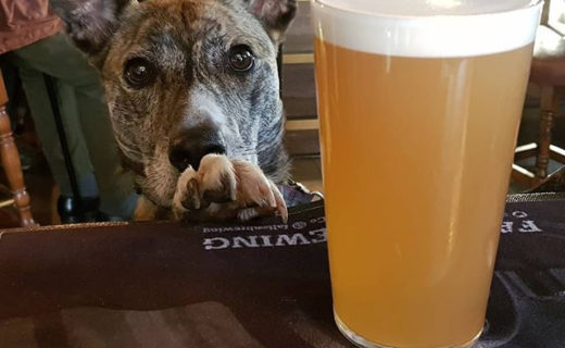 Lovely pic! Cheers @montys_edinburgh⠀
…⠀
“Pixie loves some @twobytwobrewing citra Simcoe pale!”