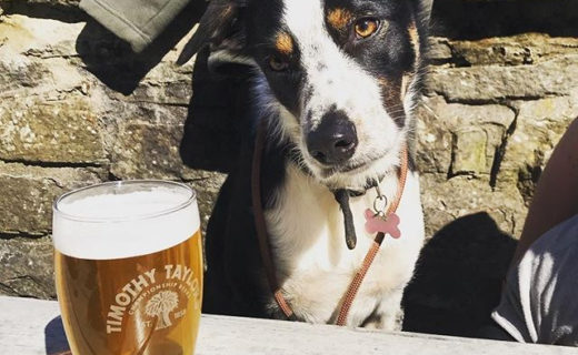 Lush pic from beautiful Wales 🏴󠁧󠁢󠁷󠁬󠁳󠁿 @einbywydmewnlluniau:⠀
…⠀
“Lupa loves a pub stop 🍻🐶❤️ #gwaelodygarth”