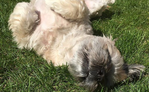 Who else is kicking back in the Bank Holiday sun like Bailie Dug?
.
.
.
#dugsnpubs #dugswelcome #dugs #dugsofinstagram #dogsofinstagram #dogfriendly #edinburgh #scotland #bailiedug #bankholiday #easter #kickingback #chillingout #dogschilling