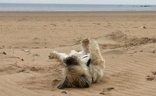 Belhaven beach has to be Bailie’s favourite place in the world. It was deserted this morning 🐾
.
.
.
#dugsnpubs #dugswelcome #dugs #dugsofinstagram #dogsofinstagram #dogfriendly #edinburgh #scotland #visitedinburgh #visitscotland #visiteastlothian #belhavenbay #bailiedug #beachdog