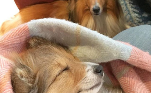 Too. Much. Cuteness. 😍⠀
⠀
Thanks for the lovely, lovely picture  @theo_and_flynn:⠀
…⠀
“Baby Flynn sleeping it off at the pub 😴🐾💕”