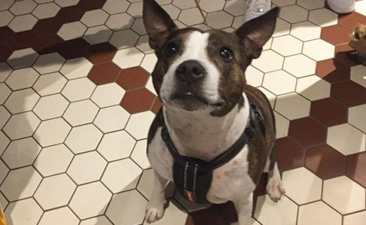 I love it when the Dug matches the decor
