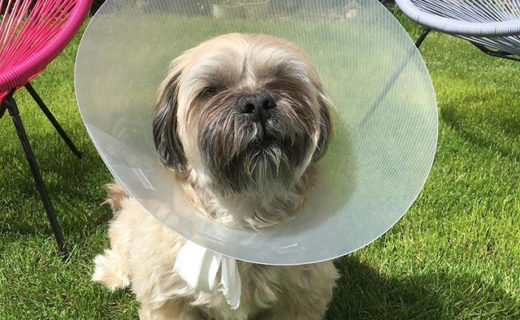 He’s furious about it.We’ve been off the grid a bit these last few days as Bailie has had a mishap with his tail and is 100% committed to getting the Cone of Shame off… #24HourWatch #ConeOfShame #dugsnpubs #dugsnpubs #bailiedug
