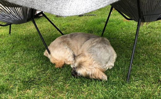 Wow it’s hot. Bailie just won’t help himself in the heat so we help him by building him little shaded camps and giving him loads of water. This weather is lush for us, but keep an eye on your Dugs, it’s a scorcher 🔥