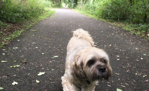 There’s a real autumn feel in the air today 🍁 Bailie was having a happy little stroll through the leaves today 🐾