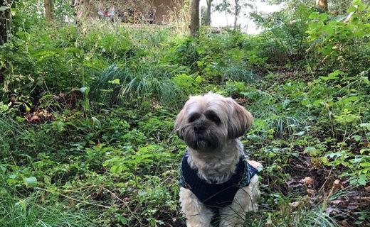 We’re just back from an amazing break at Ruberslaw Wild Woods Camping in The Borders. We were glamping in a safari tent which was great fun. I wish we could have stayed even longer. Bailie absolutely loved it! Would highly recommend 🌲🐾