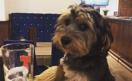 Bow’s got the hang of it 👏 Awesome pic! Thanks @dirt_paws_:⠀…⠀”Bow, learning how to be a pub dug  #dugsnpubs #thecraigie #rescuedogs #spanishrescuedog #tennentslager ⠀@thecraigiehotel”