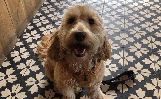 Cheers for the pic @thepapermill_lasswade:⠀…⠀”Hello Gina you pawsome pup 😍 #dugsnpubs @dugsnpubs”