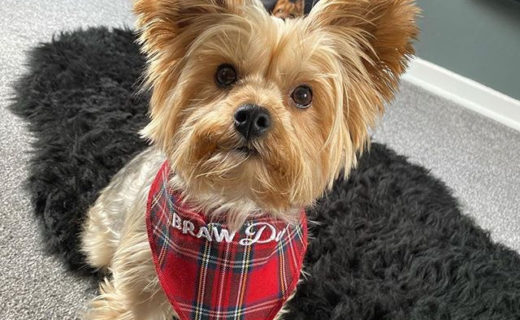 Doesn’t she look Braw? Get your dug a bandana from our online shop. Thanks for the pic @leni_halup:⠀…⠀”Got my @dugsnpubs bandana today 😍”