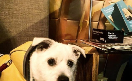 He’s totally making a night of it, cheers for the pic @rob_hinds:⠀…⠀”@albiethepestie taking in @beerstreetncl #dugsinpubs #dogsinpubs #boozehound @dugsnpubs”