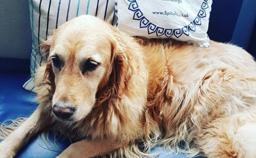 If only we could have some Greek weather too! Love this place. Thanks for the pic of wee Sammie @alba_scot, check out their Sunday Specials too…⠀…⠀”Scrumptious Sunday Special and wee Sammie #greek🇬🇷 #spitaki #greece #greekfamily #greece🇬🇷💙 #greekfamily #edinburgh #dugsNpubs #DugsWelcome @dugsnpubs @gypsyking101″