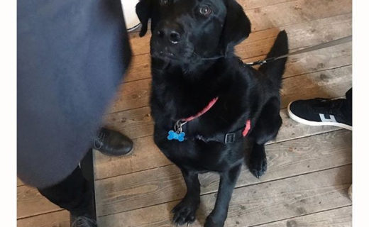 Love it! Cheers @heypalu:⠀…⠀”Our pub dug of the day is Dougal 🐶Probably the only 📷 where he wasn’t moving!⠀#dugsnpubs ⠀#heypalu 👋🐦🍸⠀#modernitalianbar ⠀#dugsNpubs #DugsWelcome”