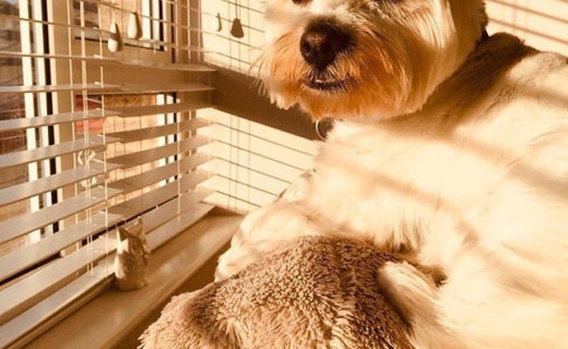 My good pal Cory chilling in the Autumn sunshine ☀️ Cory’s the best, and her Mum @lozpardoe is pretty awesome too 😍Love ya xx….#dugsnpubs #dugswelcome #dugs #dugsofinstagram #dogsofinstagram #dogfriendly #scotland #essexdogs #dugnpubber #bff #westiesofinstagram #westies #essex