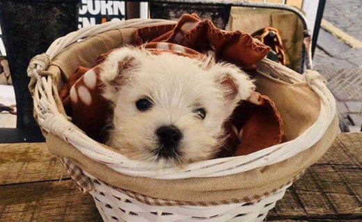 This has been my goal all week too 😍 Cheers for the pic @indigoyardedinburgh⠀…⠀”We hope your day has been just as cosy as this little cuties! 😍Even though it’s chilly, we still have our outdoor area available & we’re dog friendly! Get yourself wrapped up & join us this week. 🐶 🐕@dugsnpubs ⠀#Edinburgh #IndigoYardEdinburgh #DoggieDayCare #WinterWarmer #DogFriendly #DugsNPubs”