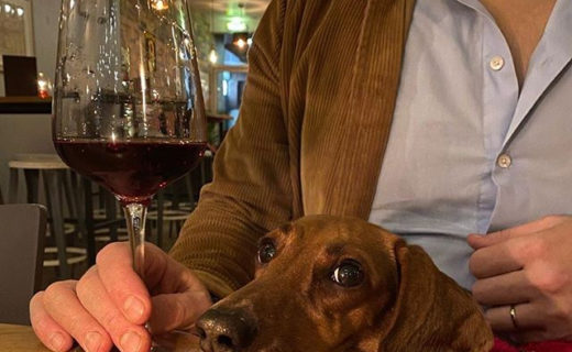 Here’s weiner dug @lolalolegs living it up in @whiskers_wine_bar