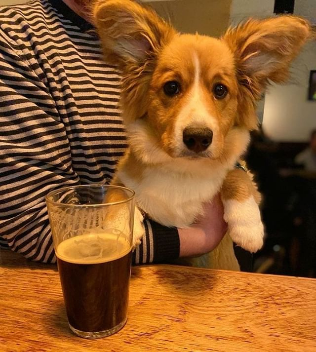 Here’s wee maisieofleith in portobellotap Dugs n Pubs Dog Friendly