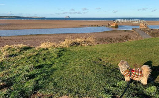 Lovely cuppa at the beach today to blow away the cobwebs.We’ve had a slow start to the year as we’ve been floored with all the bugs and viruses under the sun…Here’s to good health and many more sunny day trips in 2020.#DugsnPubs #BailieDug #DugsWelcome #BelhavenBay #EastLothian
