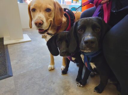 Harley, Murphy and Millie from Midlothian/East Lothian
