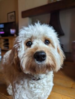 Bramble from Belfast