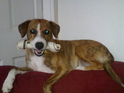 Tilly from Galston