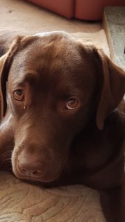 Harvey from Wishaw