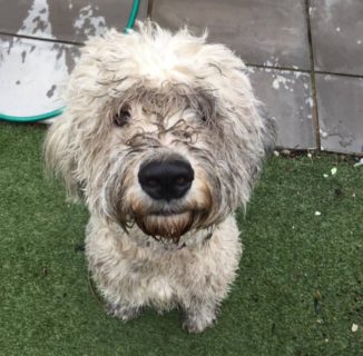 Cosmo from Liverpool