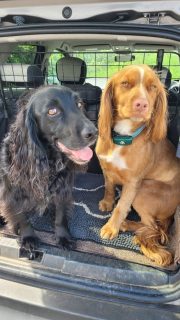 Brodie and Stanley from Dumfries