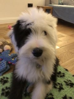 Woolly Gilhooly from Lauder