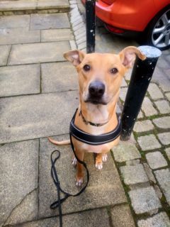 Diesel from Jedburgh