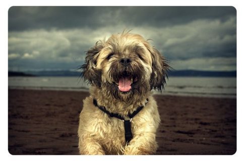 Bailie from Edinburgh